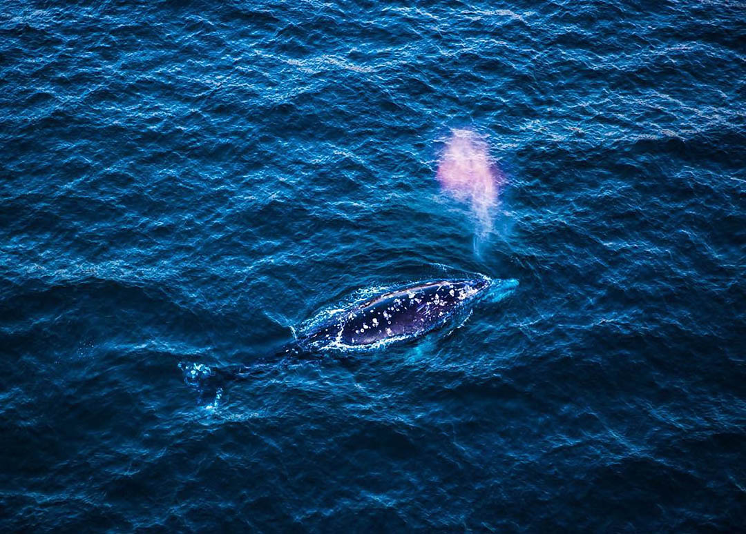 Humpback whale sighting. Los Angeles Helicopter Tours.